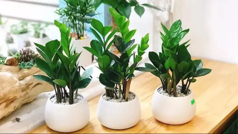 5 loại cây nên trồng trong nhà vừa giúp lọc khí vừa mang lại may mắn cho gia chủ