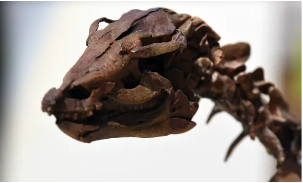 Con khủng long này đã chết vào đúng ngày tiểu hành tinh Chicxulub đâm vào Trái Đất - Ảnh 1.