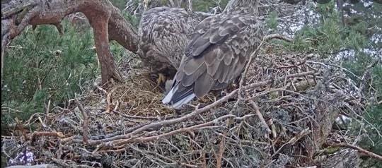 Đại bàng đuôi trắng xuất hiện ở Scotland, camera giấu kín ghi lại cận cảnh ấp trứng - Ảnh 1.