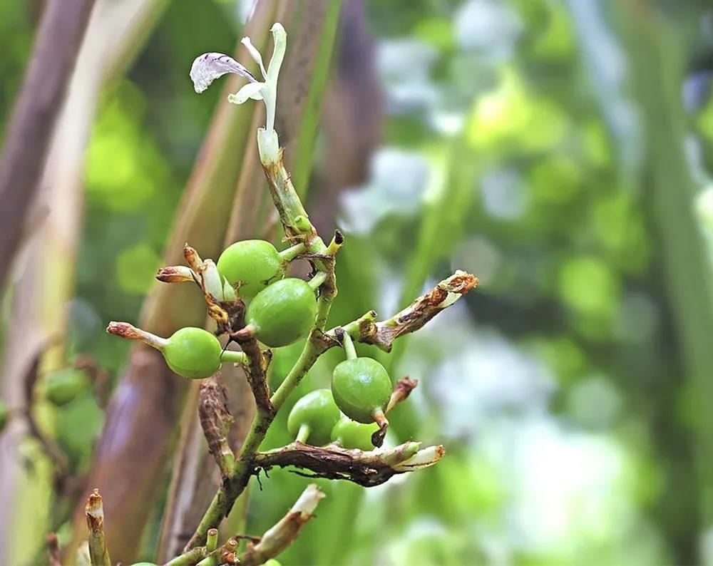 Loại quả tốt cho gan và phổi, chống ung thư, hạ huyết áp rất hay: Người Việt chưa ăn nhiều - Ảnh 2. Loại quả tốt cho gan và phổi, chống ung thư, hạ huyết áp rất hay: Người Việt chưa ăn nhiều - Ảnh 2.