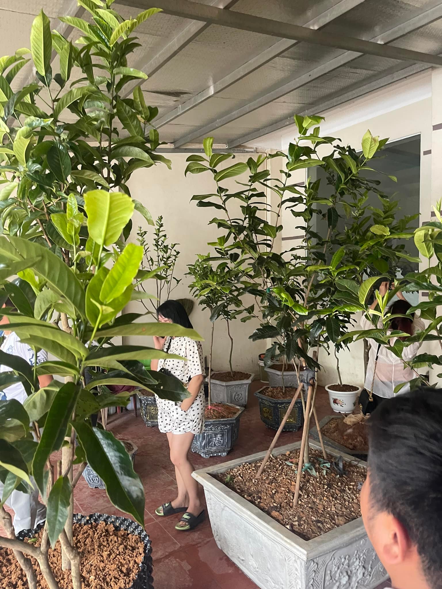 Sự thật cơn sốt bạch hải đường được săn mua như vàng ròng, rao bán tiền tỷ một cây - Ảnh 5. Sự thật cơn sốt bạch hải đường được săn mua như vàng ròng, rao bán tiền tỷ một cây - Ảnh 5.