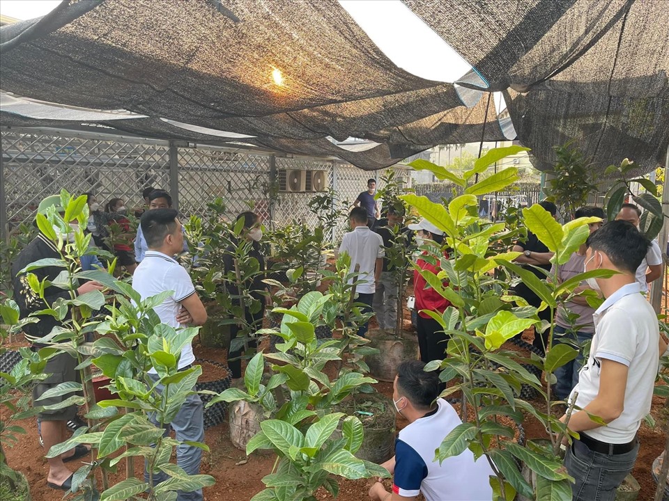 Sự thật cơn sốt bạch hải đường được săn mua như vàng ròng, rao bán tiền tỷ một cây - Ảnh 4. Sự thật cơn sốt bạch hải đường được săn mua như vàng ròng, rao bán tiền tỷ một cây - Ảnh 4.
