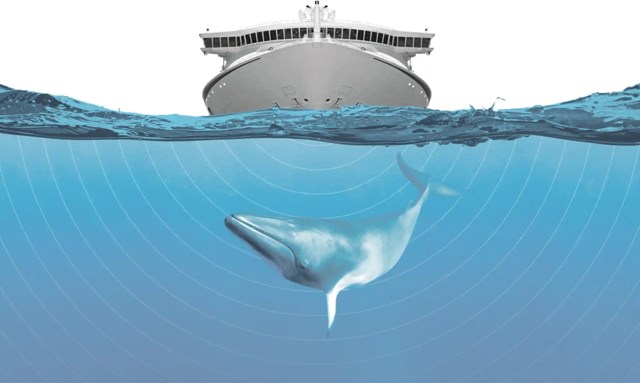 Đại dương ồn ào: Những ảnh hưởng từ ô nhiễm tiếng ồn đến sinh vật biển - Ảnh 1.