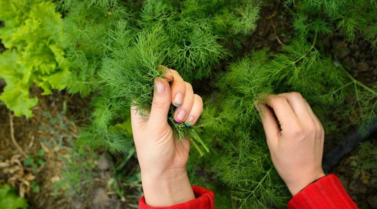 Loại rau rất tốt cho tim và xương, hạ đường huyết cực hay: Người Việt đã ăn từ lâu - Ảnh 5.