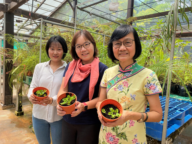 Các nhà khoa học Singapore lên danh sách những cây nhiệt đới khử độc đất hiệu quả, có cả rau má và dương xỉ - Ảnh 1.