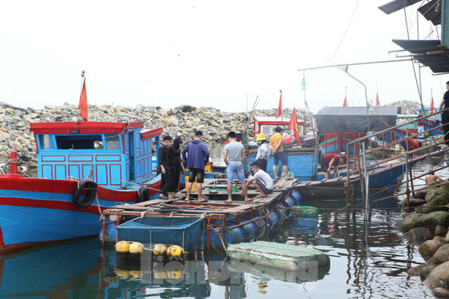 Mực nhảy tiền triệu vẫn hút khách, cuối tuần không đủ hàng để bán - Ảnh 1.