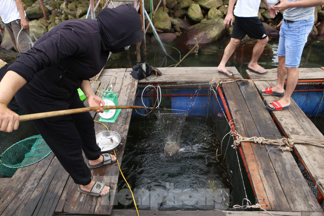 Mực nhảy tiền triệu vẫn hút khách, cuối tuần không đủ hàng để bán - Ảnh 5.