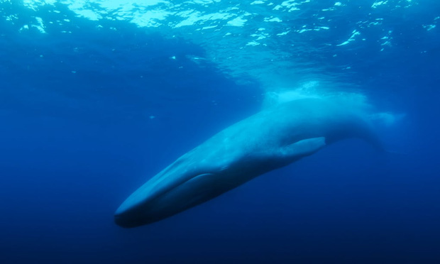 Chuyện buồn của chú cá voi cô đơn nhất hành tinh: Chưa 1 lần được tìm thấy nhưng vẫn làm cả thế giới cảm thương cùng bí mật kéo dài 30 năm - Ảnh 2.