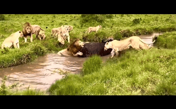 Bị đàn sư tử tấn công, trâu rừng nhảy luôn xuống nước, ngờ đâu lại là quyết định sai lầm!