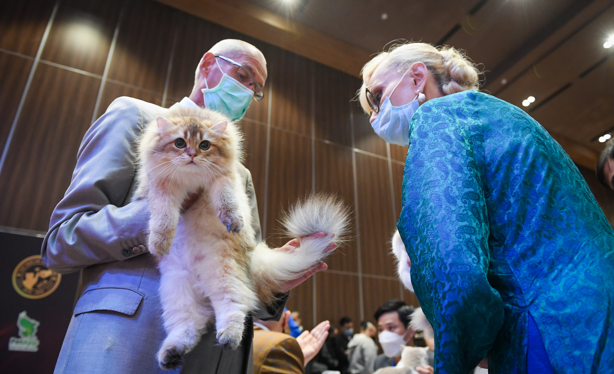 Cuộc thi của những bé mèo trăm triệu, được giải có thể tăng giá vài lần - Ảnh 2.