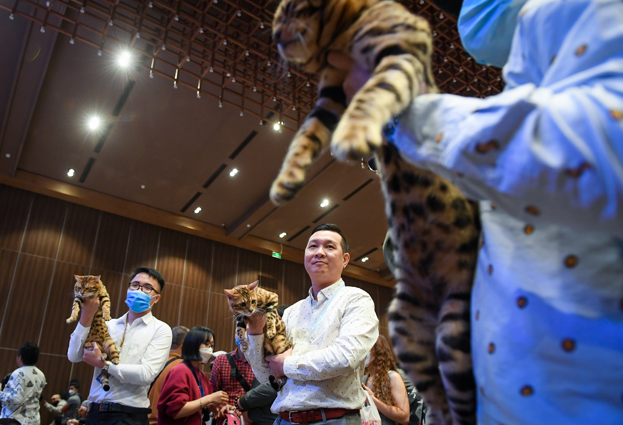 Cuộc thi của những bé mèo trăm triệu, được giải có thể tăng giá vài lần - Ảnh 7.