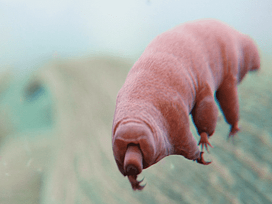 It turns out that the strongest creature on Earth - the water bear Tardigrade - also has its own mount - Photo 4.