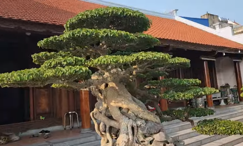 Một thanh niên trẻ bỏ 35 tỷ mua cây sanh cổ, dân mạng thốt lên giá trị thật ở chỗ nào? - Ảnh 1. Một thanh niên trẻ bỏ 35 tỷ mua cây sanh cổ, dân mạng thốt lên giá trị thật ở chỗ nào? - Ảnh 1.