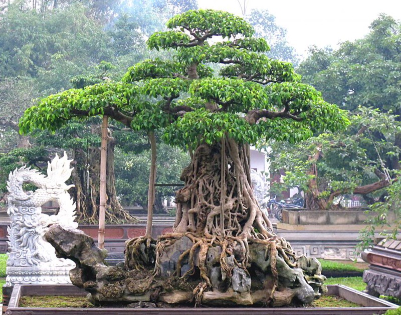 Một thanh niên trẻ bỏ 35 tỷ mua cây sanh cổ, dân mạng thốt lên giá trị thật ở chỗ nào? - Ảnh 3. Một thanh niên trẻ bỏ 35 tỷ mua cây sanh cổ, dân mạng thốt lên giá trị thật ở chỗ nào? - Ảnh 3.