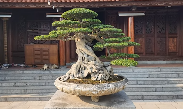 Một thanh niên trẻ bỏ 35 tỷ mua cây sanh cổ, dân mạng thốt lên giá trị thật ở chỗ nào? - Ảnh 2. Một thanh niên trẻ bỏ 35 tỷ mua cây sanh cổ, dân mạng thốt lên giá trị thật ở chỗ nào? - Ảnh 2.