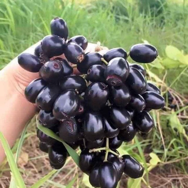 The clip of harvesting a kind of hot brute-type fruit, netizens warn to eat into the black mouth, beware!  - Photo 6.
