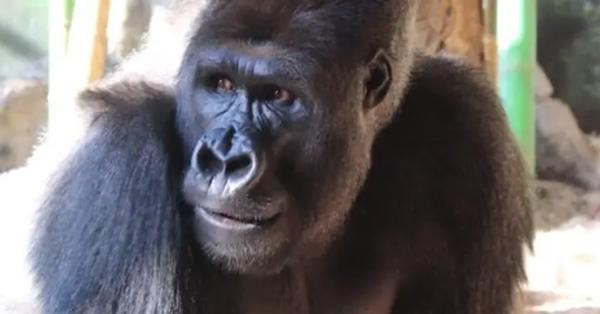 Chuyện lạ: Khỉ đột trong sở thú cũng bị nghiện smartphone - Ảnh 1.