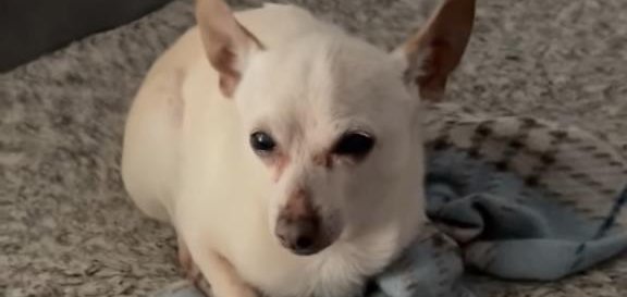 Chú chó Chihuahua già nhất thế giới, sống thọ hơn tuổi đời trung bình của loài - Ảnh 1.