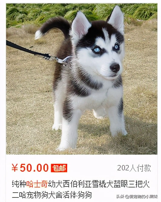 Bỏ ra 50 tệ mua chó Husky trên mạng, chàng trai tăng xông khi nhận hàng, vội gọi cho shop - Ảnh 2.