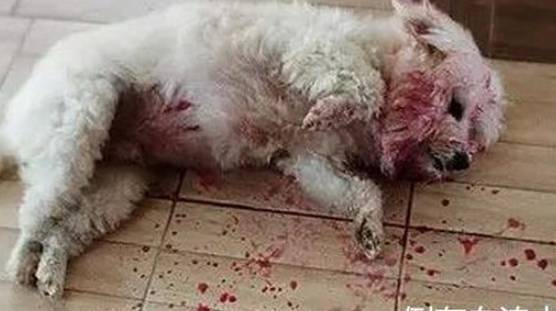 Seeing the pet dog lying in a pool of blood, the owner panicked and was about to take him to the hospital, but when he got close, he fell back - Photo 1.