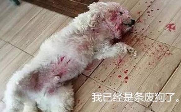 Seeing the pet dog lying in a pool of blood, the owner panicked and was about to take him to the hospital, but when he got close, he fell back - Photo 2.