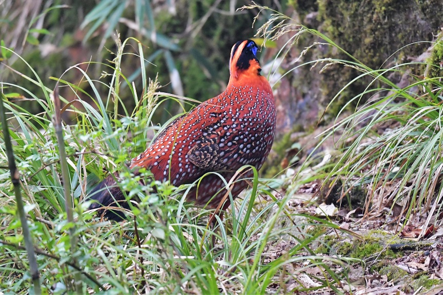 Phát hiện loài chim vô cùng quý hiếm ở Sa Pa, có chân màu hồng tuyệt đẹp - Ảnh 2.