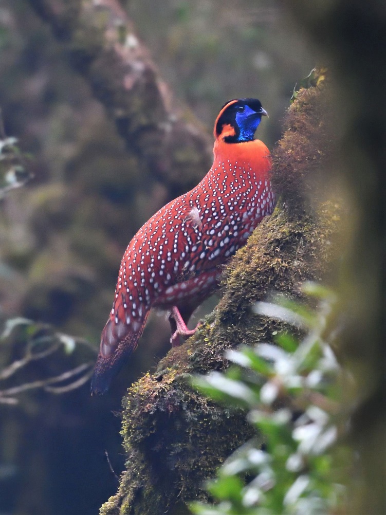 Phát hiện loài chim vô cùng quý hiếm ở Sa Pa, có chân màu hồng tuyệt đẹp - Ảnh 4.