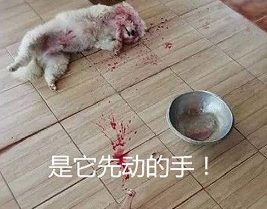 Seeing the pet dog lying in a pool of blood, the owner panicked and was about to take him to the hospital, but when he approached, he fell on his back - Photo 4.