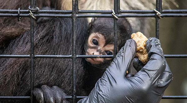 Newborn monkeys have a strange batman symbol on their face - Photo 2.