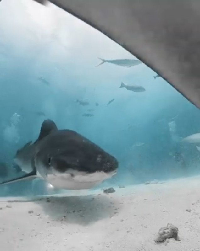 Close-up of the inside of the shark's mouth after trying to swallow the camera - Photo 5.