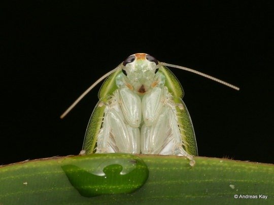 The cleanest cockroach in the world, thanks to its beauty, is treated as a human pet - Photo 1.