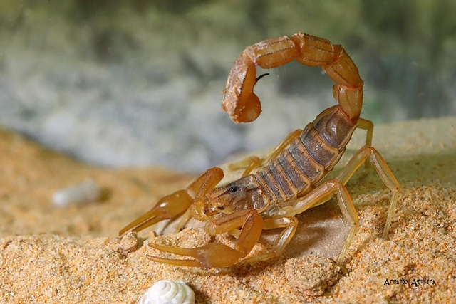 Indiana Jones was right: The bigger the scorpion, the more harmless it is - Photo 3.