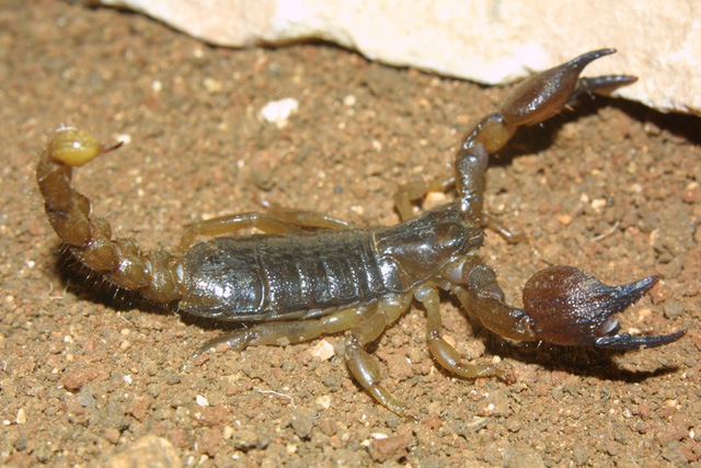 Indiana Jones was right: The bigger the scorpion, the more harmless it is - Photo 7.