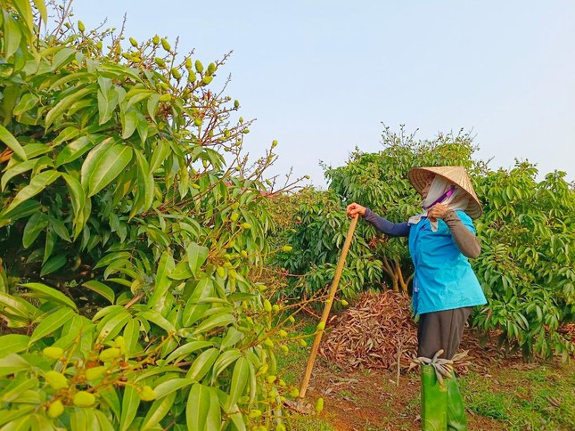 Vải thiều Bắc Giang trĩu quả, hứa hẹn vụ mùa bội thu - Ảnh 3.