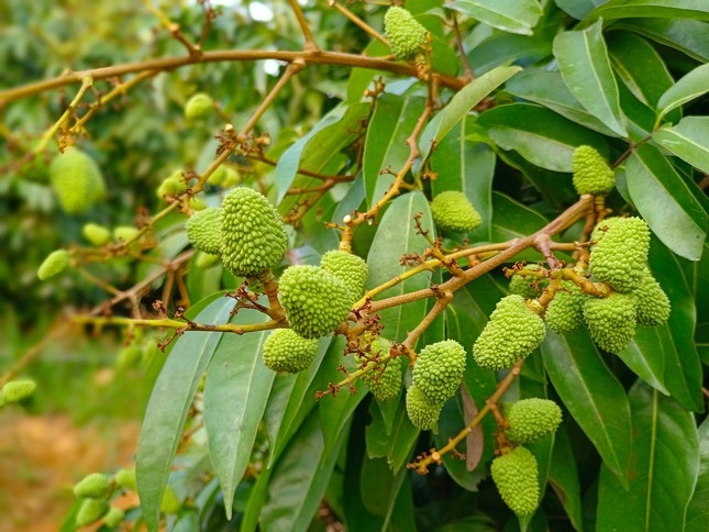 Vải thiều Bắc Giang trĩu quả, hứa hẹn vụ mùa bội thu - Ảnh 4.