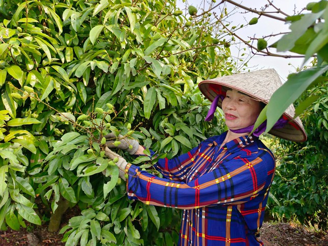 Vải thiều Bắc Giang trĩu quả, hứa hẹn vụ mùa bội thu - Ảnh 5.