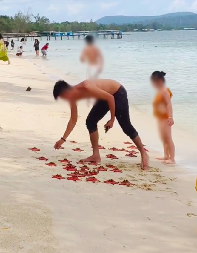 Người đàn ông thản nhiên xếp hàng chục con sao biển lên bờ để chụp ảnh ở Phú Quốc, hành động đáng lên án! - Ảnh 7.