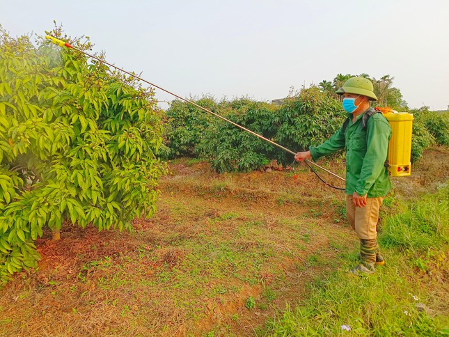 Vải thiều Bắc Giang trĩu quả, hứa hẹn vụ mùa bội thu - Ảnh 7.