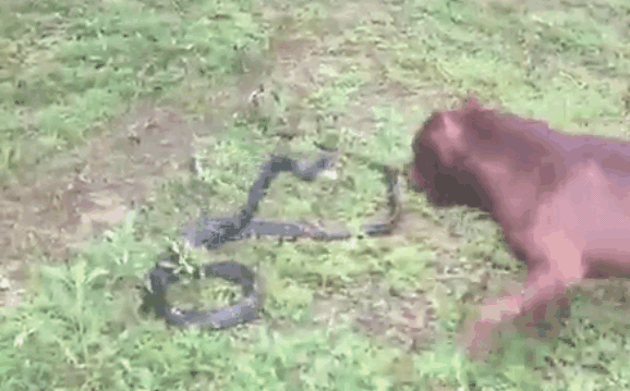 Clip: Tử chiến Pitbull, rắn hổ mang chúa bị cắn nát người và cái kết