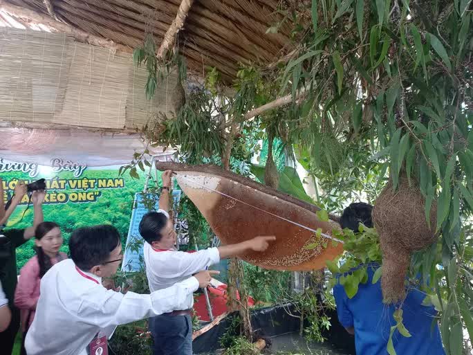 CLIP: Ngỡ ngàng trước tổ ong “khủng” nhất Việt Nam - Ảnh 3.