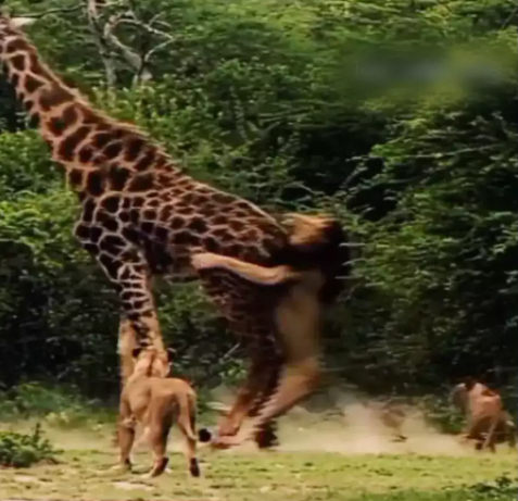 Giraffes defeat a herd of lions attacking from behind - Photo 1.