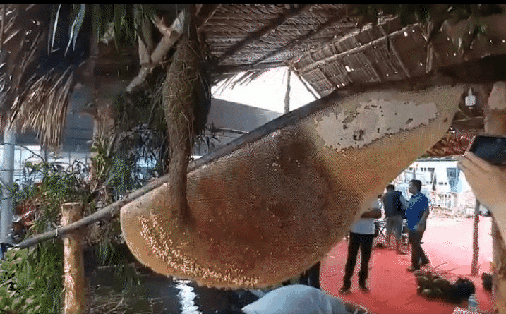 CLIP: Ngỡ ngàng trước tổ ong “khủng” nhất Việt Nam