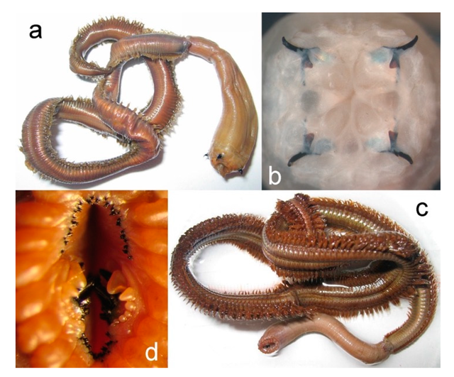Tại sao giun máu, loài động vật không xương sống lại có thể sở hữu những chiếc răng nanh đáng sợ như sâu cát trong Dune? - Ảnh 1.