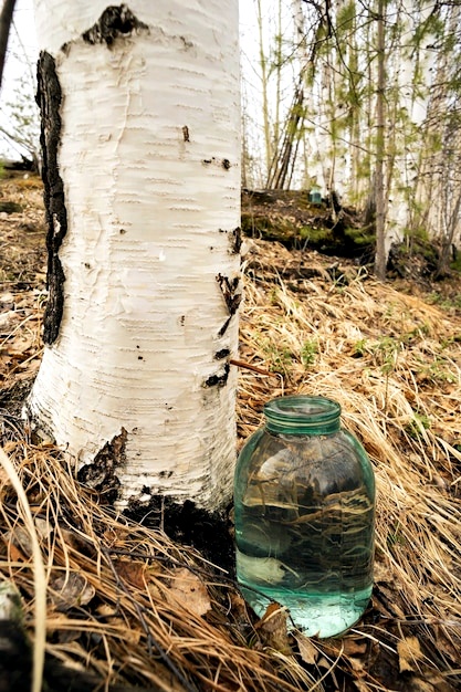 Mục sở thị món nước dừa lạ lẫm chảy ra từ thân cây bạch dương, thức uống được ưa chuộng ở Phần Lan khi tuyết tan - Ảnh 7.