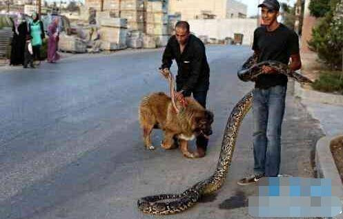 The boy takes the pet for a walk, anyone who passes by and looks at the animal must sweat - Photo 3. The boy takes the pet for a walk, anyone who passes by and looks at the animal must sweat - Photo 3.
