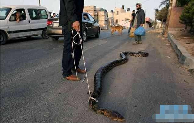 The boy takes the pet for a walk, anyone who passes by and looks at the animal must sweat - Photo 1. The boy takes the pet for a walk, anyone who passes by and looks at the animal must sweat - Photo 1.