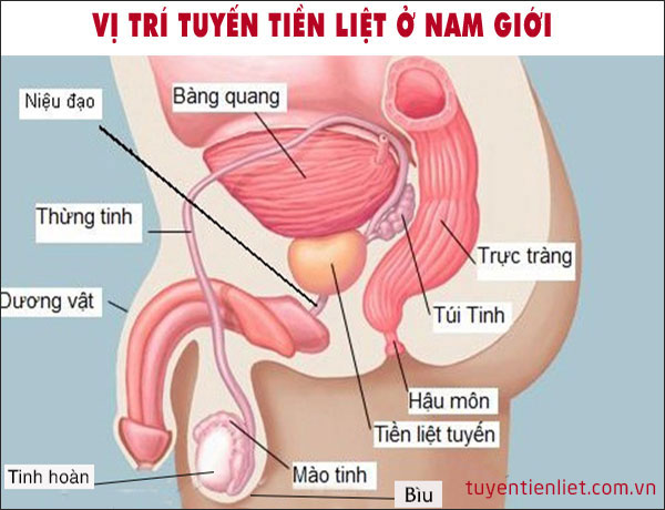 Các bất thường của tuyến tiền liệt mà nam giới cần biết - Ảnh 1.