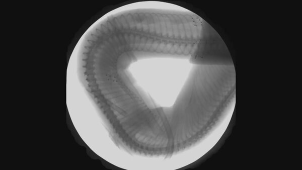 Pythons can take 45 minutes to squeeze their prey, so how do they breathe when their chest is tight? - Photo 3. Pythons can take 45 minutes to squeeze their prey, so how do they breathe when their chest is tight? - Photo 3.