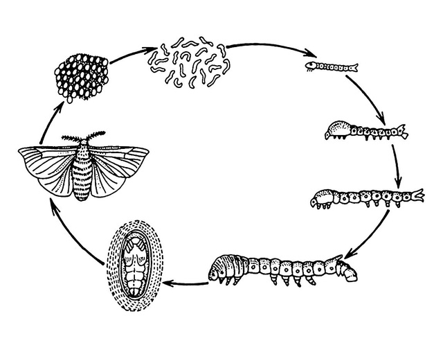 Nhiễm virus zombie, những con sâu ngáo trèo lên ngọn cây nhảy múa, mời chim ăn mình - Ảnh 1.