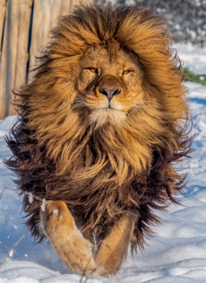 Con sư tử nổi tiếng khắp mạng xã hội nhờ bờm ấn tượng - Ảnh 1.